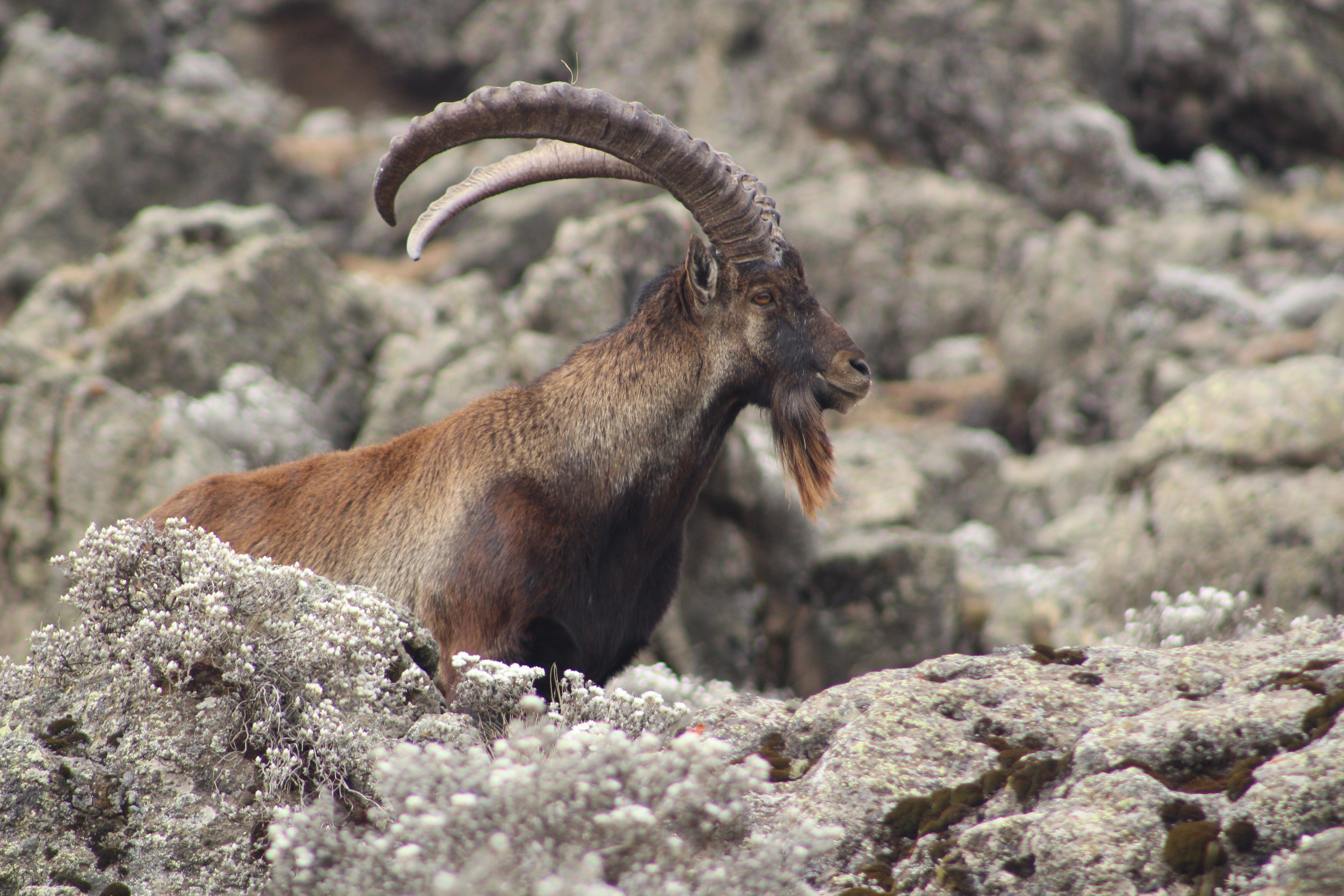 4-Day Simien Mountains Itinerary